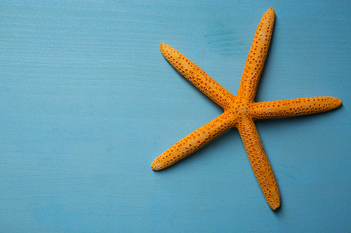 Finger Starfish, Seastar i on blue  background