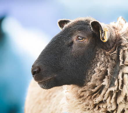 Scottish blackface ewe closeup