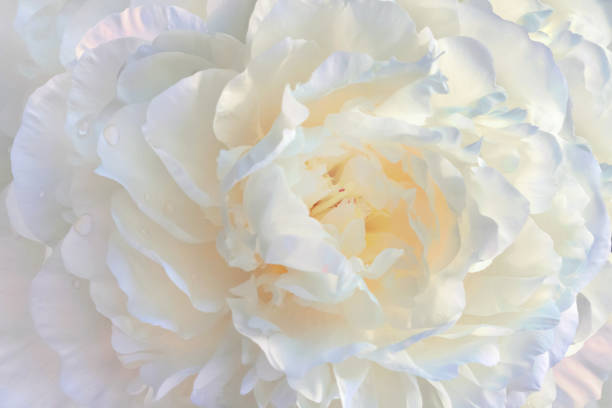 istock Large white peony, light background for your design. 1468528128