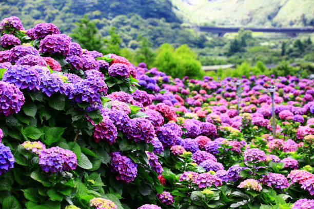 istock scenery of blooming Hydrangea(Big-leaf Hyrdangea) flowers 1468528632