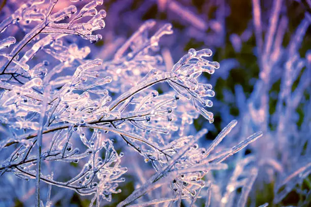 Photo of Icy grass in winter. Winter field after freezing rain. Nature background