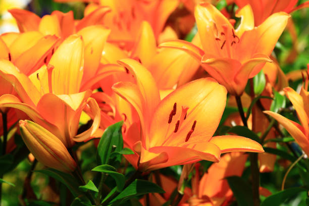 istock blooming Longflower Lily(Easter Lily,White Trumpet Lily) flowers 1468529204