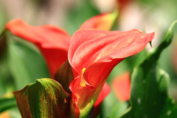 colorful Calla Lily(Arum Lily,Gold Calla) flowers,close-up of yellow with red Calla Lily in full bloom in the garden