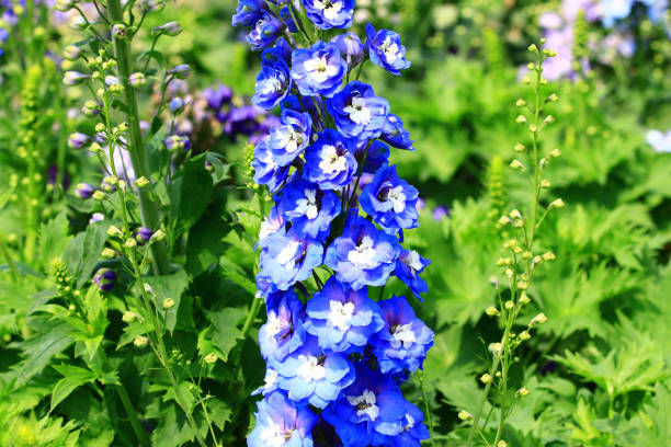 istock blooming Delphinium(Candle Delphinium,English Larkspur,Tall Larkspur) flowers 1468529476