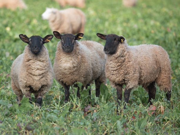 istock Trio of Scottish blackface ewes 1468530214