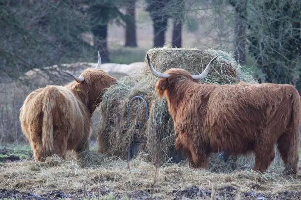 istock Highland cows eating the hay on a cold winters day. 1468533548