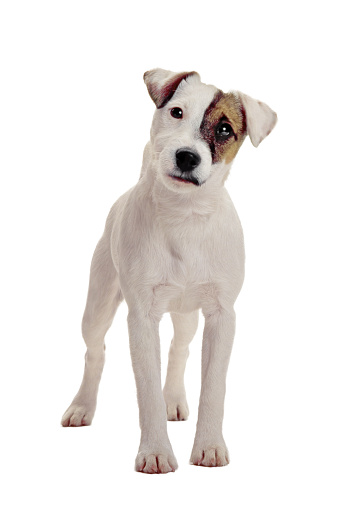 A jack russell terrier on white background.