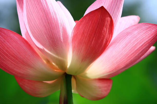 istock blooming Lotus flower 1468534301