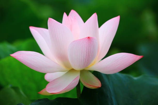 istock blooming Lotus flower 1468534924