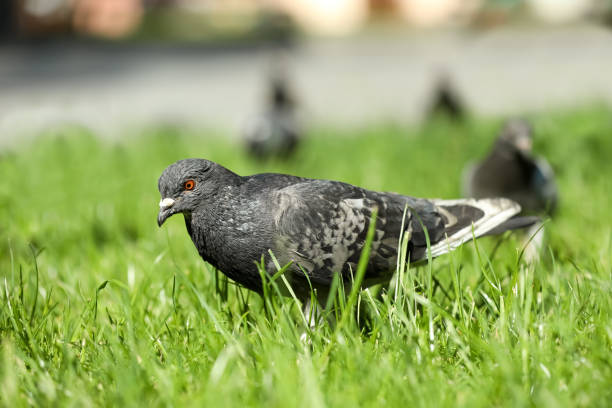 Close-up of birds perching on field