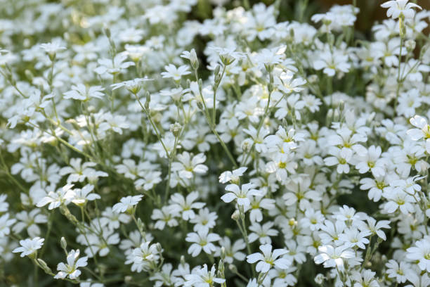 istock Beautiful white snow-in-summer flowers outdoors, closeup view 1468536852