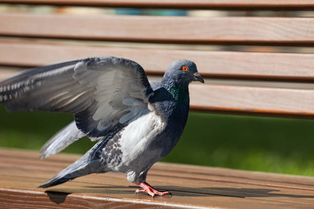 istock Beautiful grey dove on wooden bench outdoors, closeup. Space for text 1468536934