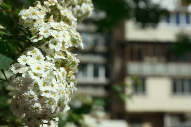 Beautiful blossoming spiraea bush outdoors, closeup. Space for text
