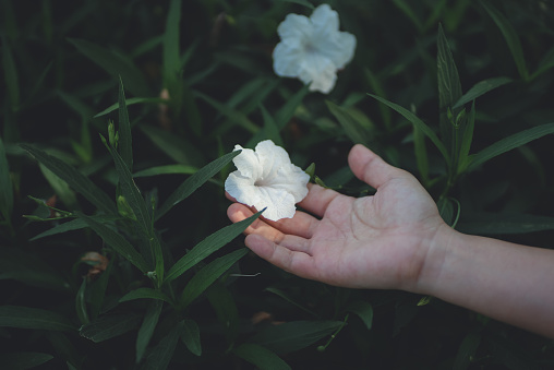 Close-up shot of female's hand touching white flowers at a park. Happy woman relaxing in nature.