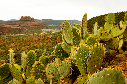 This is a close up photograph of green cacti growing wild in the scenic landscape in Sedona, Arizona in spring time.