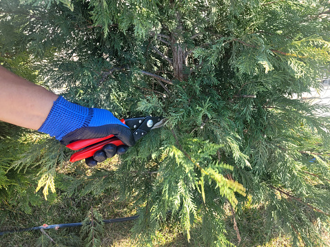 man pruning a tree with pruning shears