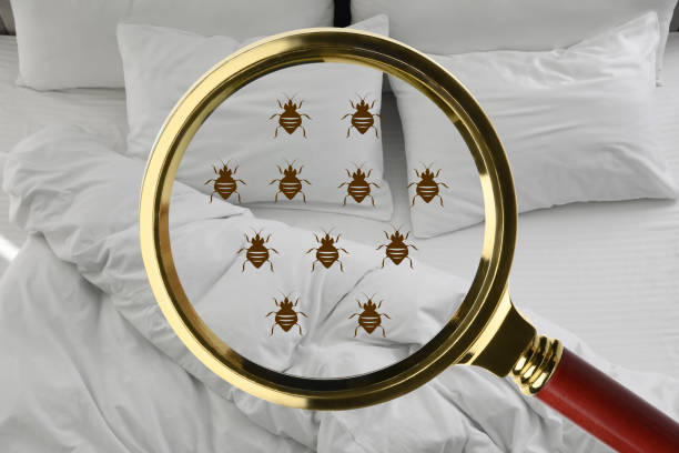 istock Magnifying glass detecting bed bugs in bedroom, closeup view 1468539841