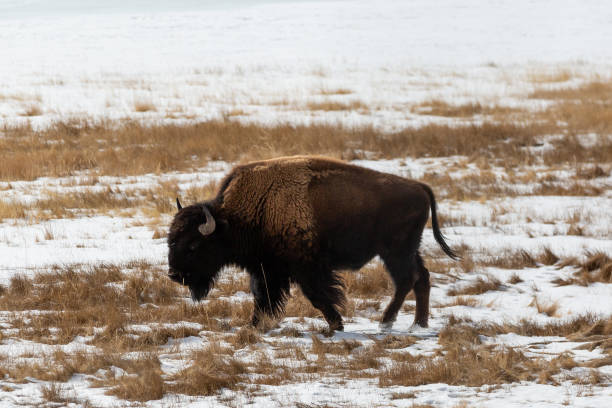 istock American Bison and albino bison on in a snowy field 1468540675