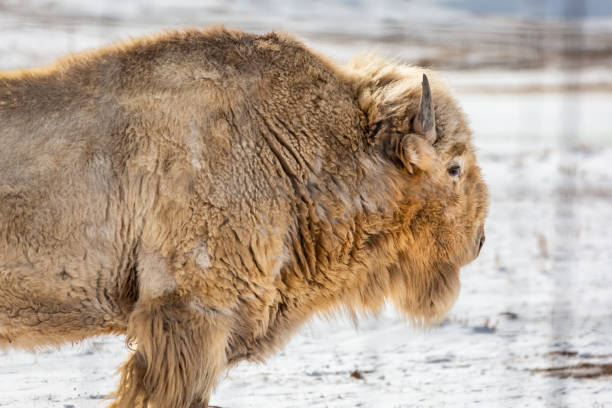 istock American Bison and albino bison on in a snowy field 1468540754