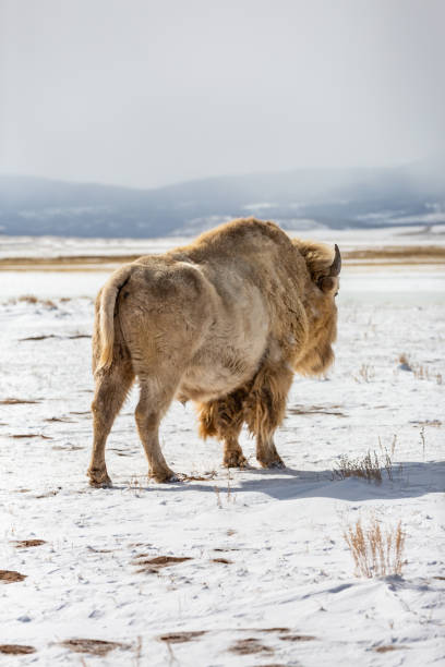 istock American Bison and albino bison on in a snowy field 1468540968