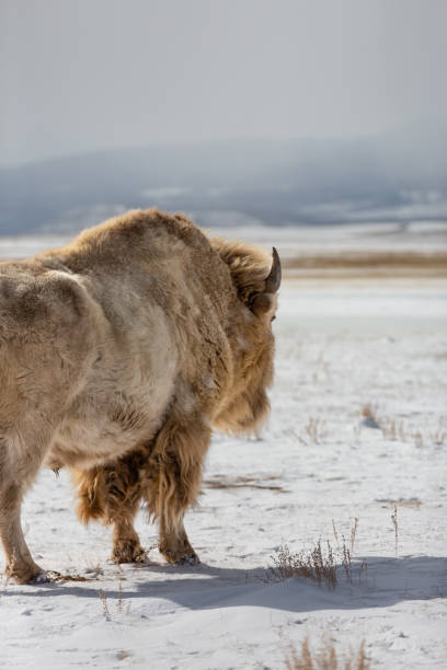 istock American Bison and albino bison on in a snowy field 1468541015