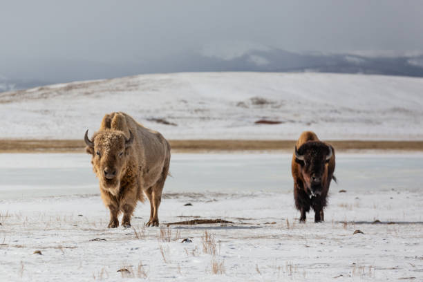 istock American Bison and albino bison on in a snowy field 1468541120
