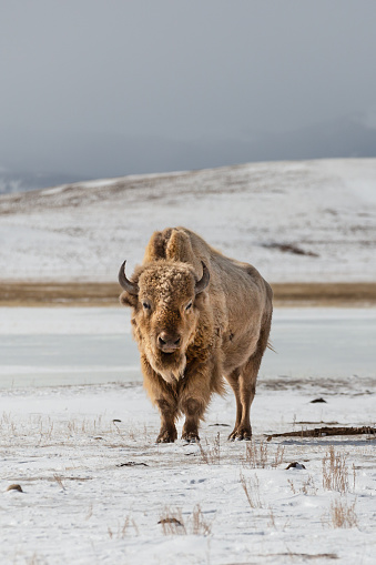 American bison and albino bison on the plains of western USA. Snowy field with mountains in the background. Wildlife in Colorado.