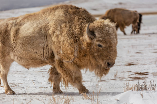 istock American Bison and albino bison on in a snowy field 1468541152