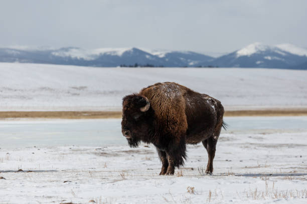 istock American Bison and albino bison on in a snowy field 1468541188
