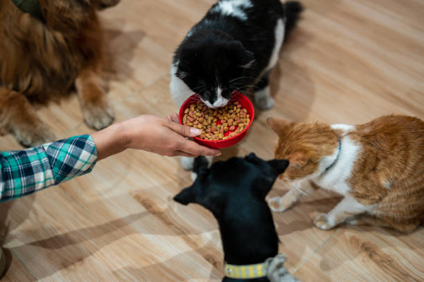 istock Woman feeding her pets at home 1468542409