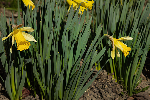 selective focus on a green bush of daffodils with yellow flowers in a garden in the bright sun