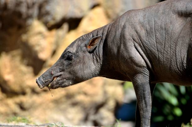 istock Sulawest Babirus Pigs background 1468544053