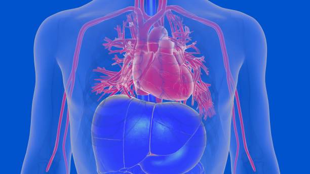 istock Human heart circulatory system anatomy for medical concept 3D rendering 1468545015