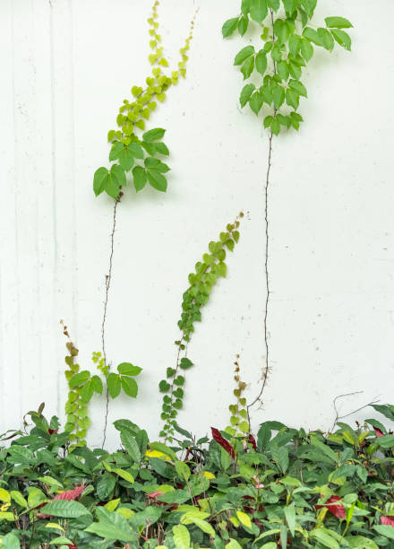 istock ivy leaves isolated on white 1468545987