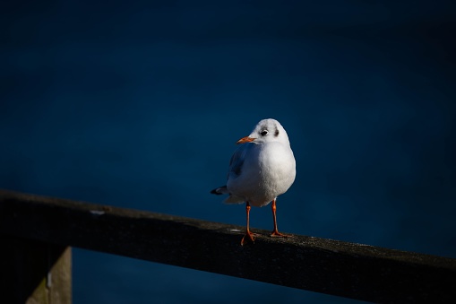 A seagull perched on a metal railing