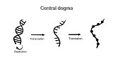 das-zentrale-dogma-der-molekularbiologie-das-ein-schwarzes-symbol-aus-dna-rna-und.jpg?b=1&s=170x170&k=20&c=u2U6A4-thQbdcVHi10qgYOQ1Z8sULSDLsIN6K7Gq8wQ=