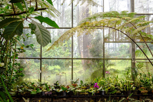 istock Orchid plant nursery view from inside with pine tree view on the outside 1468546782
