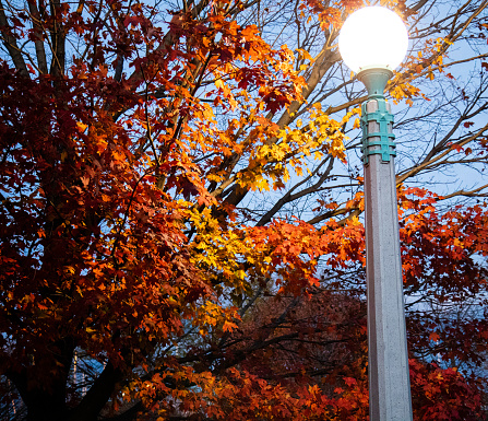 A streetlight lights up a colorful tree