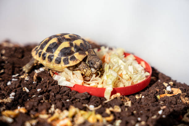 The loggerhead sea turtle (Caretta caretta) is a species of oceanic turtle distributed throughout the world. It is a marine reptile, belonging to the family Cheloniidae.