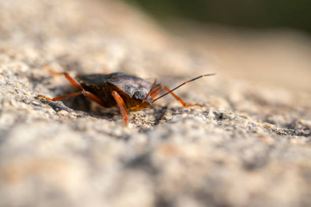 Portrait of a young stink bug resting on the sun. stock photo