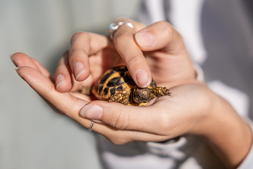 Close-up of a young girl's hands holding a turtle hatchling, while stroking its head with a finger.