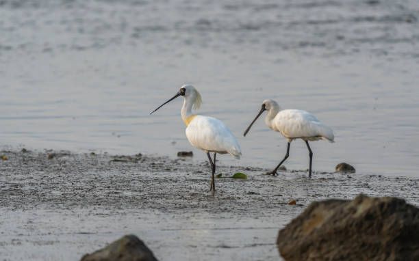 심천 중국에서에서 저어새 검은 얼굴 - black faced spoonbill 뉴스 사진 이미지