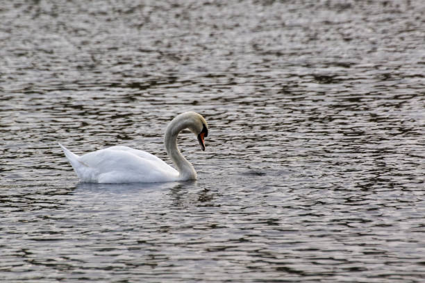 istock A mute swan swimming in the lake 1468549672