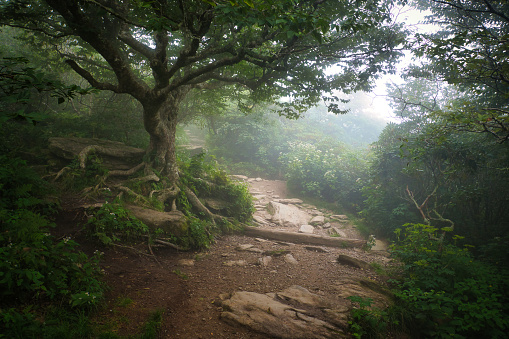 A dramatic old Beech tree with exposed roots towers over a rocky dirt pathway along the travel destination Craggy Gardens Trail on the Blue Ridge Parkway mountains near Ashville, North Carolina.