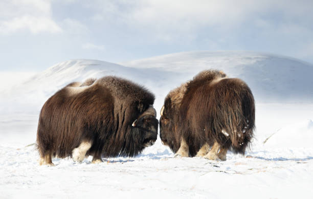 bœufs musqués combattant en hiver, parc national de dovrefjell - boeuf musqué photos et images de collection