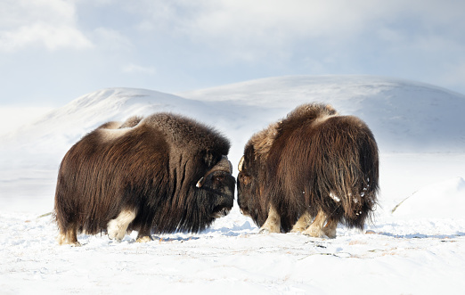 Close up of Musk Oxen fighting in winter, Norway, Dovrefjell National Park.