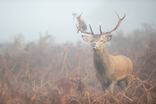 Close up of a red deer stag in the morning mist, UK.