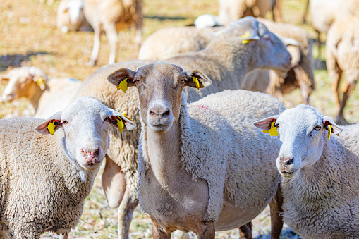 Sheep portrait in field. Barcelona province, Neat Pyrenees.