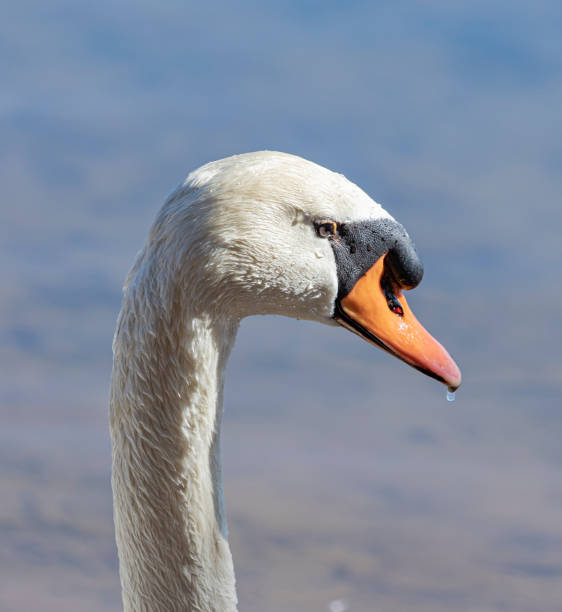 Mute swan (Cygnus olor) portrait - Barcelona.