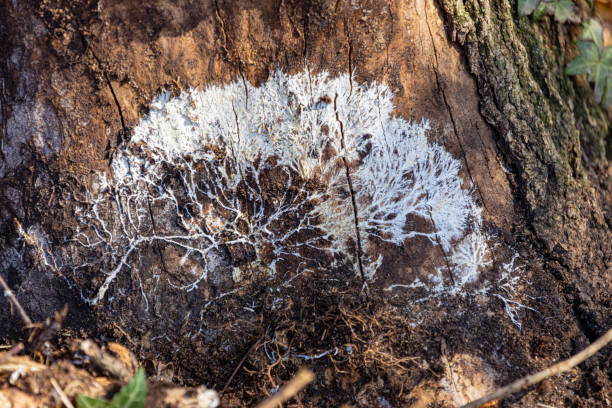 Mycelium stock photo